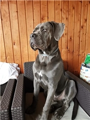 Astor