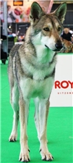 Shaya