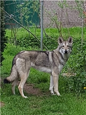 Shaya