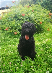 Odin