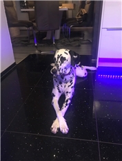 Ava