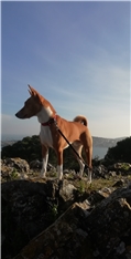 Sar