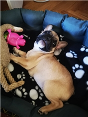 Bella