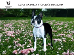 Luna Victoria Victoria's Diamond