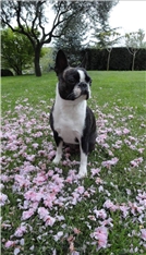 VICTORIA Dog Lome