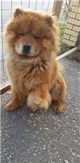 Bobi