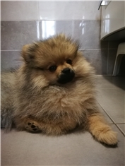 Ares