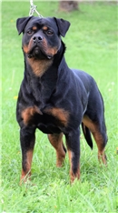 Cora