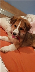 Karu