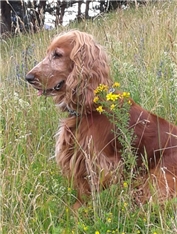 Schatzi
