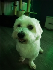 Snežko