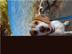 Mili