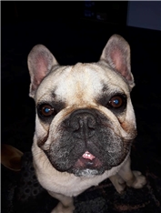 Lemm Otis
