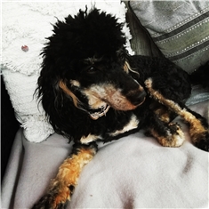 Blackie