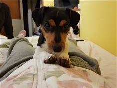 Jack