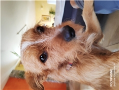 Zak