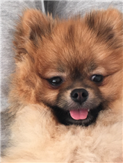 Hugo
