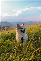 Lili