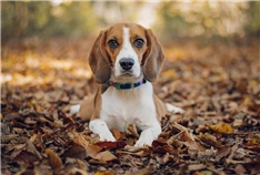 Oli