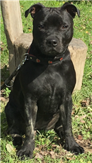 Bella
