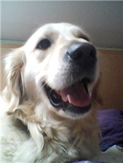 Tia