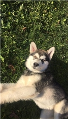 Thor
