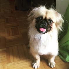 Daisy