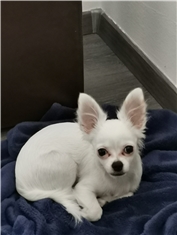 Archie