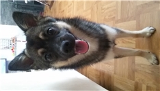 Wolfi
