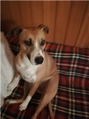 Bonita