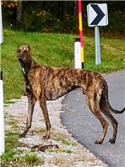 Ares
