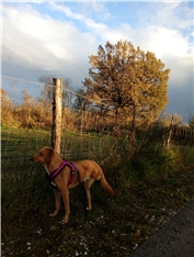 Zala