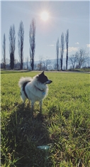 Toby