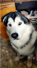 Beno