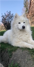 Bella
