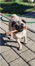 Tuffy
