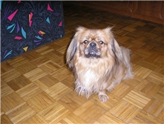 Medo