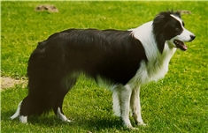Nipi