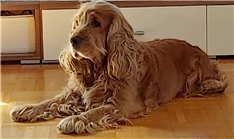 Jessy