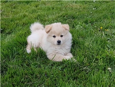 Cody