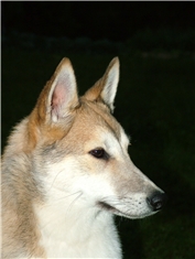 Juki