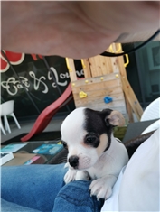 Rudi
