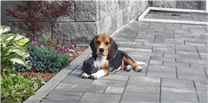 Hugo
