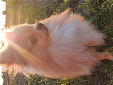 Toffie