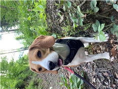 Eli