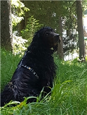 Gordi