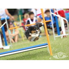 KD Agility Ilirija